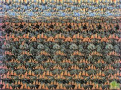 教你怎么看三维立体图片